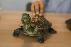 Why Your Turtle Is Not Eating