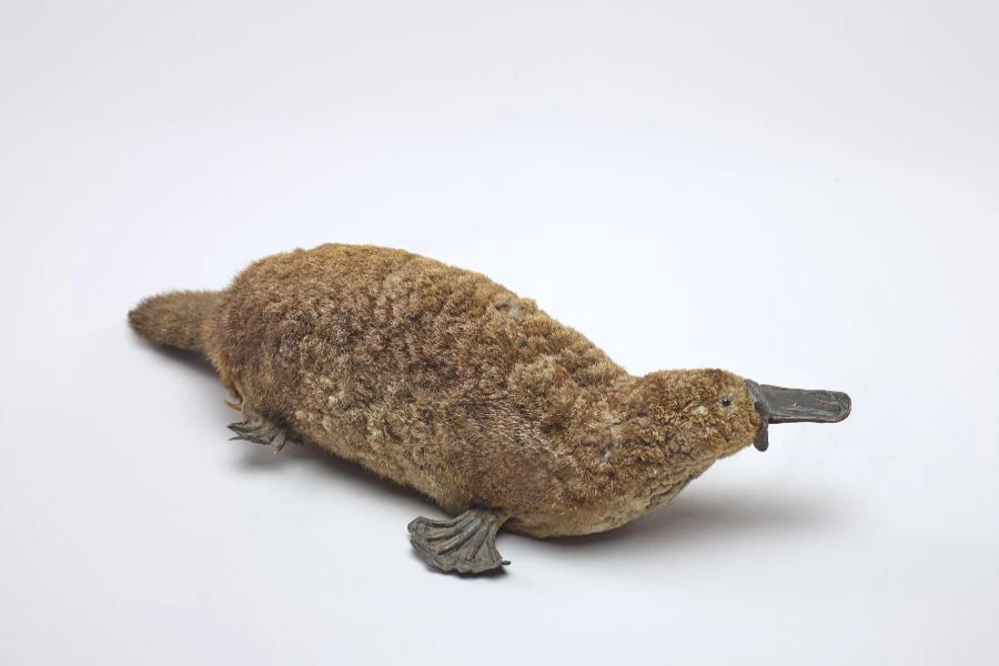 Can You Keep A Platypus As A Pet