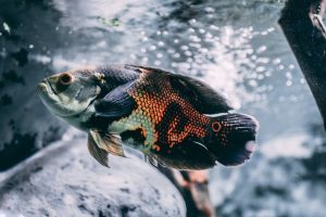 How To Save A Dying Fish At Home