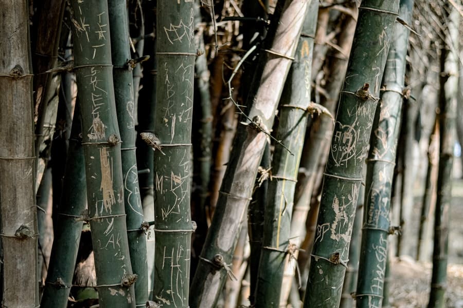How To Grow Bamboo From Cuttings
