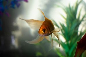 How Big Do Goldfish Grow