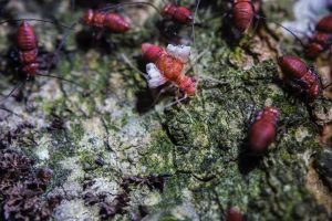 How To Get Rid of Termites In Trees Naturally