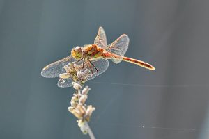Does A Dragonfly Have A Stinger