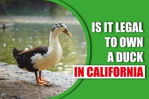 Is It Legal To Own A Duck In California