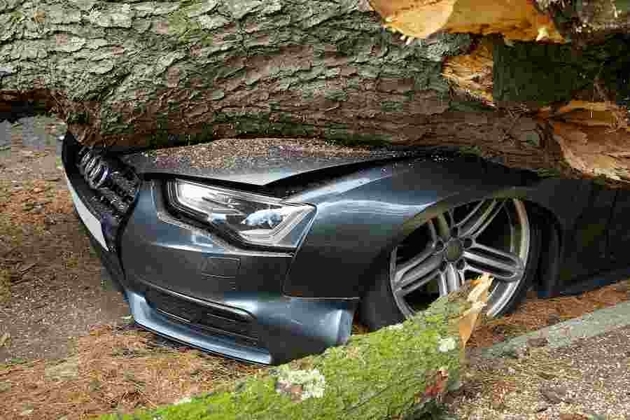 What Happens If You Crash Into A Tree