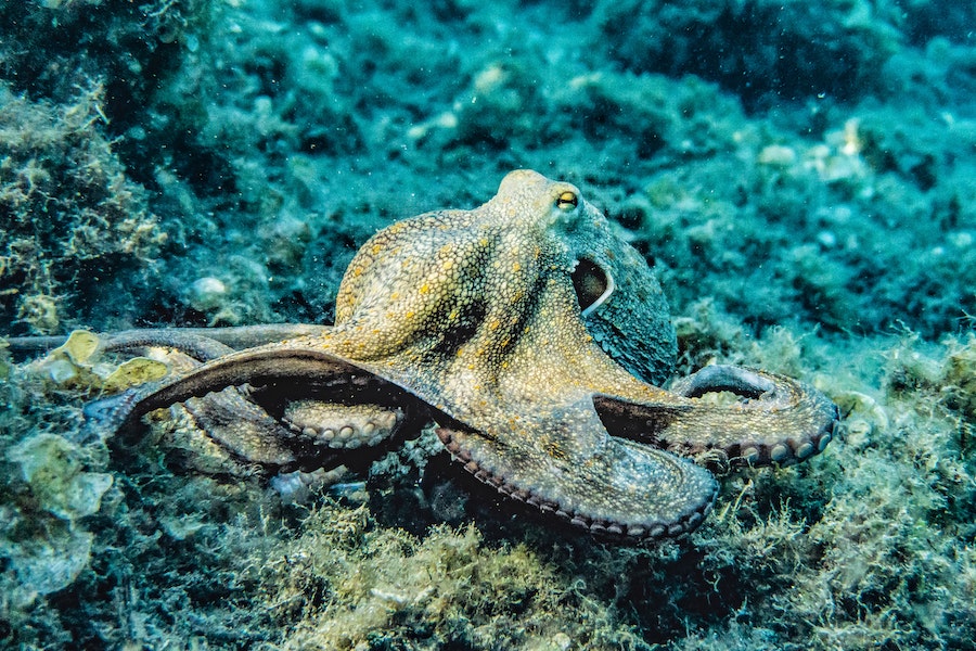 Why Do Octopuses Die After Mating