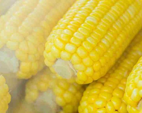 Does Corn Have Nutritional Value