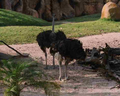 Why Do Ostriches Bury Their Heads In The Sand