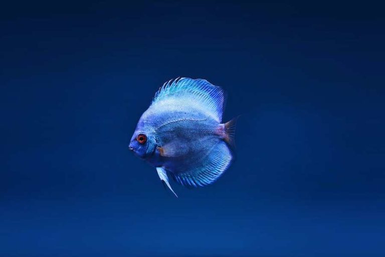 does-petsmart-take-unwanted-fish-a-comprehensive-guide