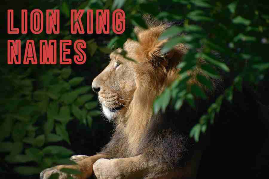Lion King Names