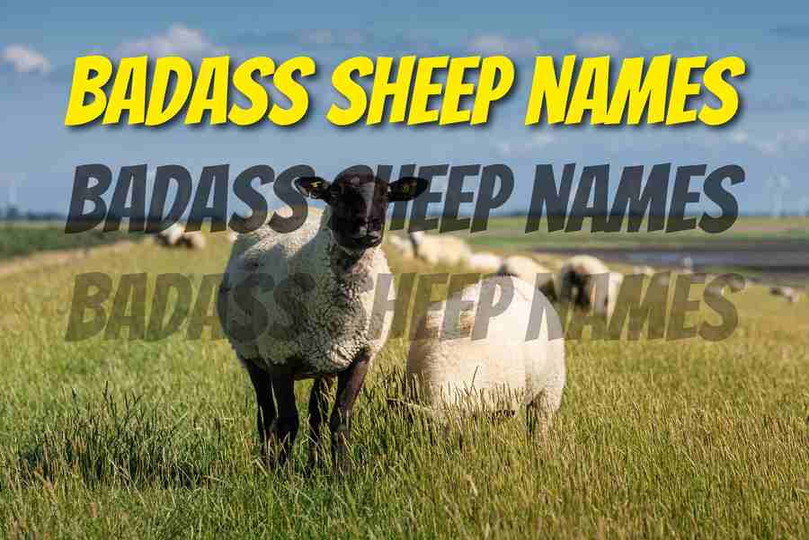 Badass Sheep Names