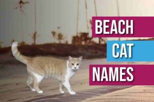 Beach Cat Names