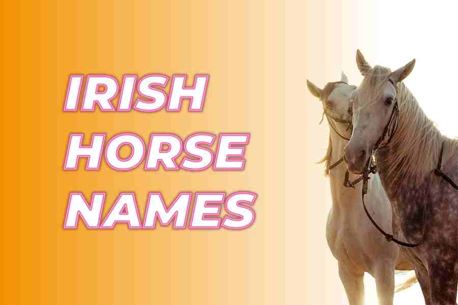 Irish Horse Names