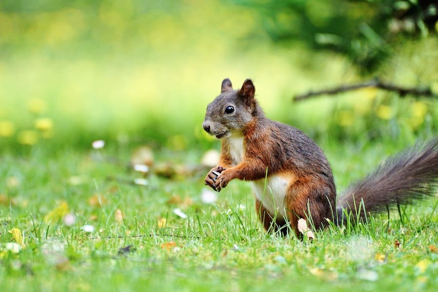 What smells keep squirrels away from bird feeders