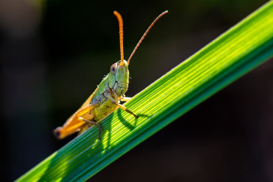 Do Grasshoppers Eat Grass
