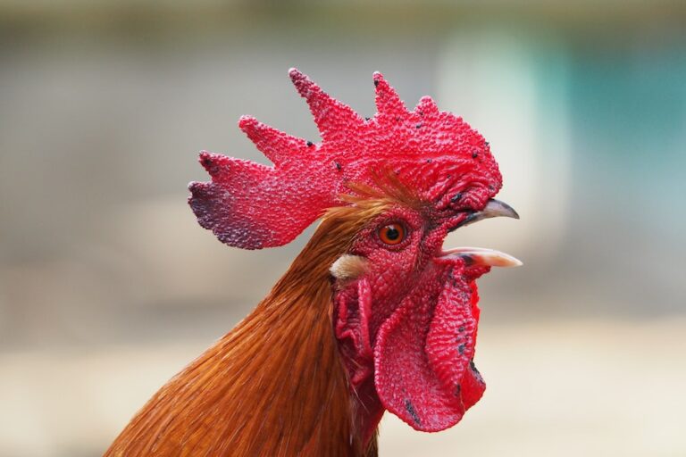 chicken-noises-what-do-they-mean-backyard-poultry